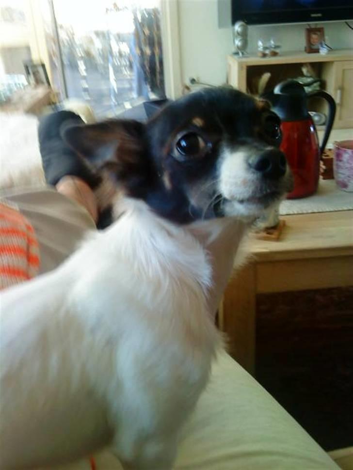 Chihuahua Angel billede 4