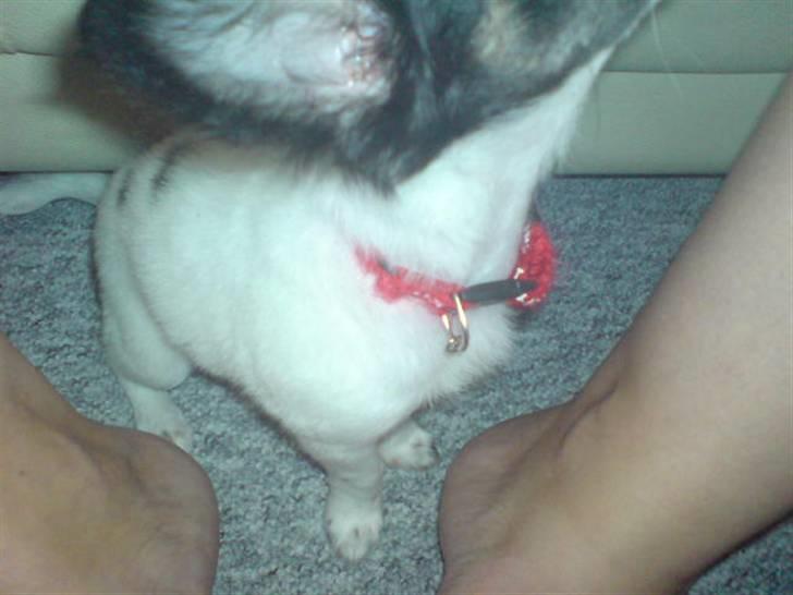 Chihuahua Angel billede 5