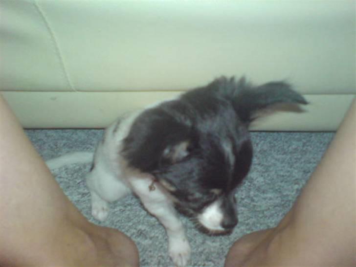 Chihuahua Angel billede 6