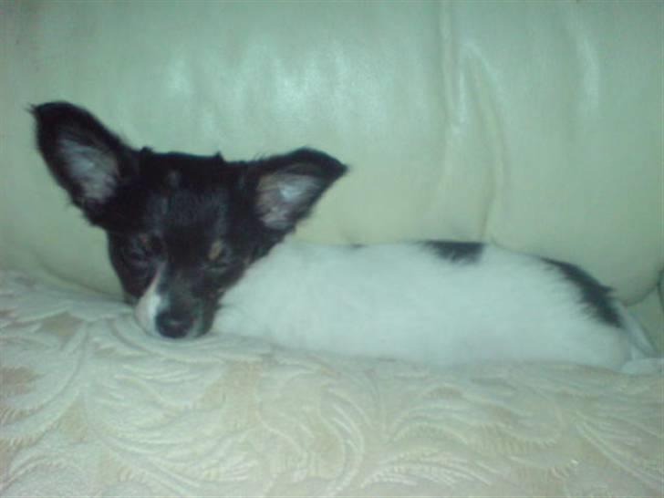 Chihuahua Angel billede 7