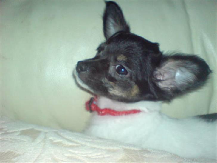 Chihuahua Angel billede 8