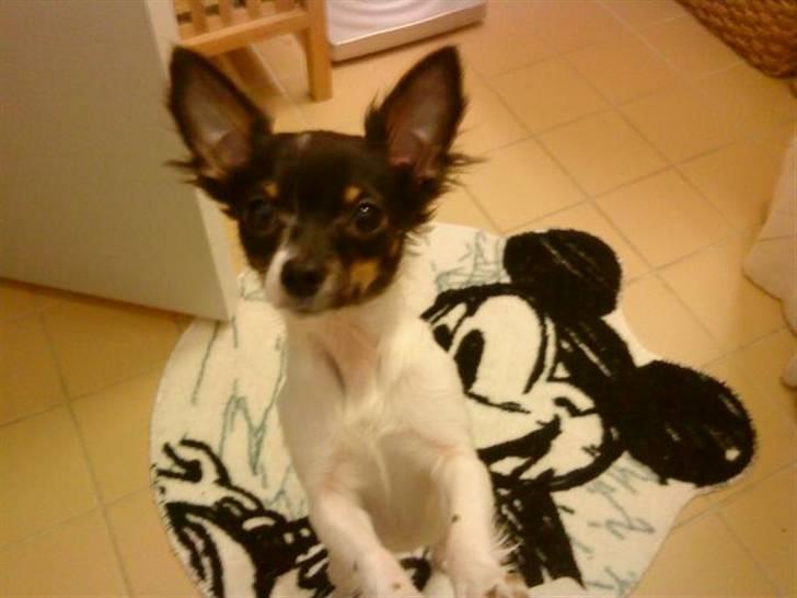 Chihuahua Angel billede 9