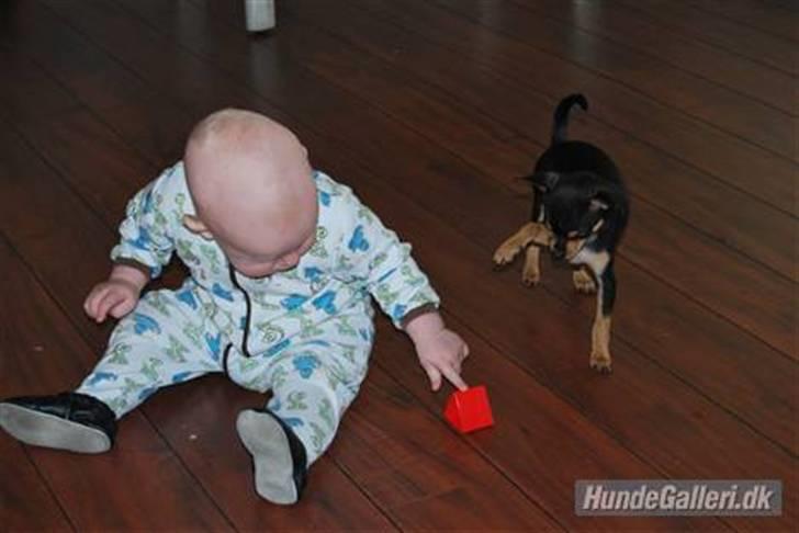 Chihuahua Johnson - Leger klods med Theodor. billede 8