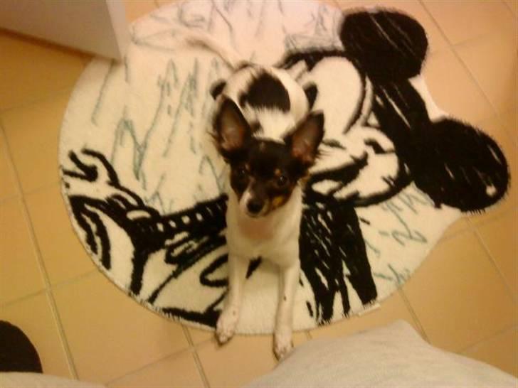 Chihuahua Angel billede 10