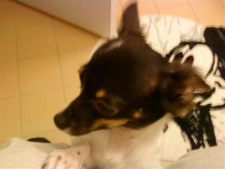 Chihuahua Angel billede 11