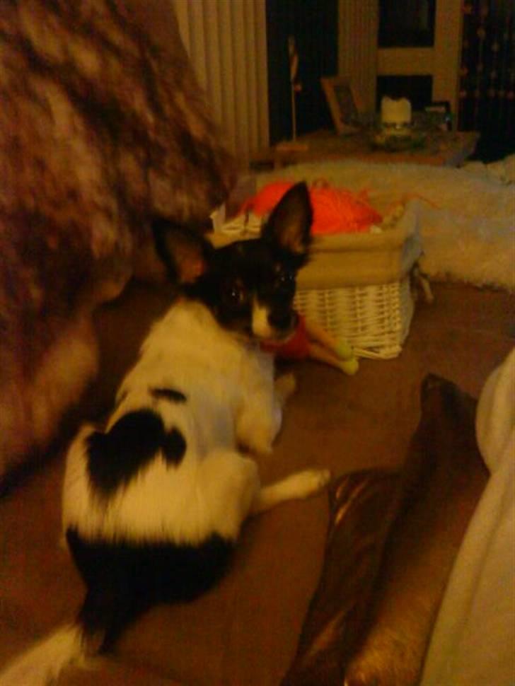 Chihuahua Angel billede 12