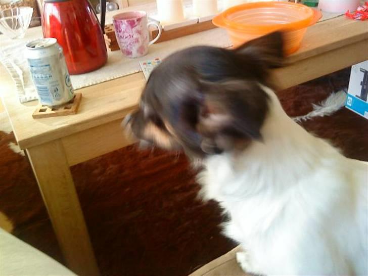 Chihuahua Angel billede 13