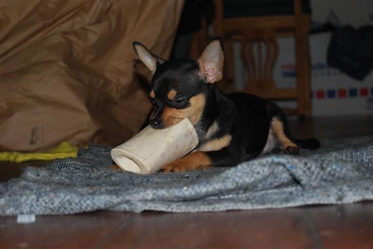 Chihuahua Johnson - det ejn goer berjn.. billede 9