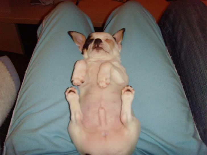 Chihuahua Charlie (Pirat Jack) - ny gril kylling billede 8