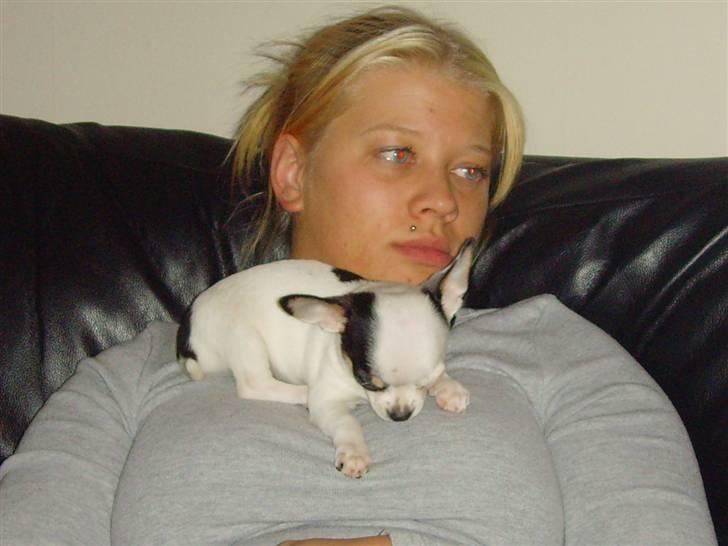 Chihuahua Charlie (Pirat Jack) - de er dejlige bløde... billede 9