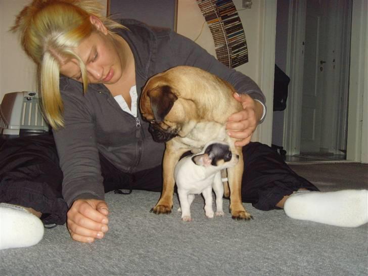 Chihuahua Charlie (Pirat Jack) - Pludselig er magnus meget større billede 10