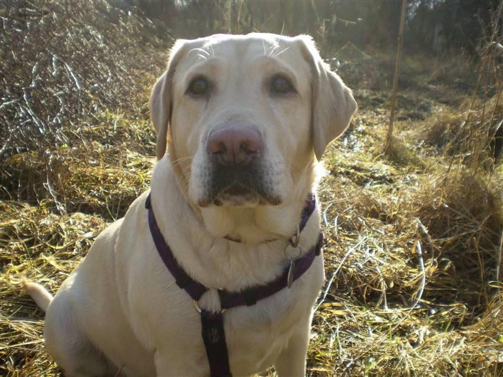 Labrador retriever Fie billede 1