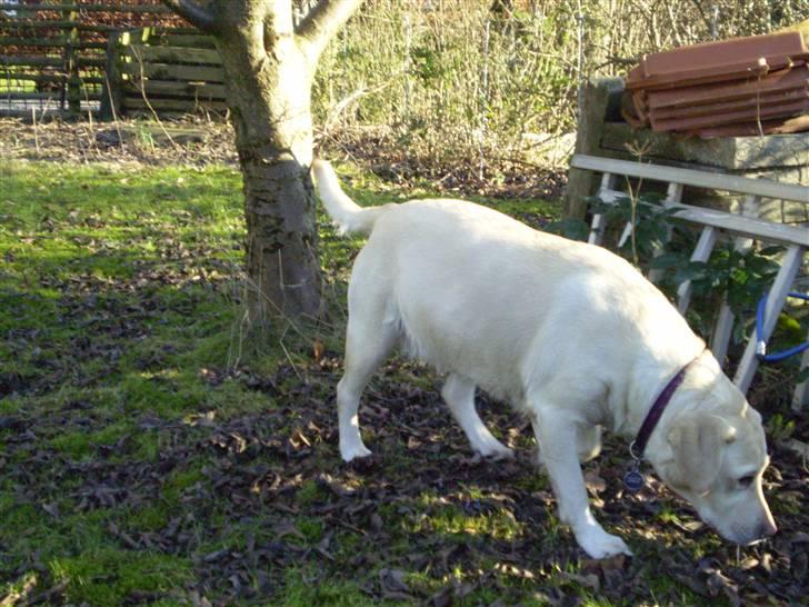 Labrador retriever Fie billede 2