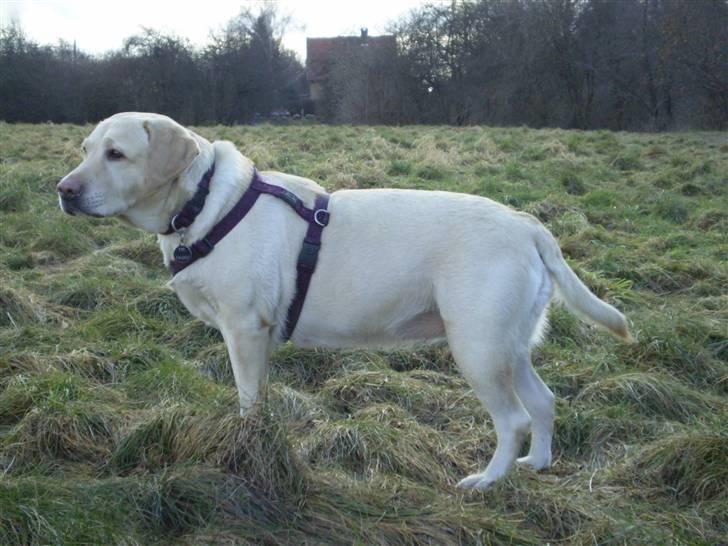 Labrador retriever Fie billede 3