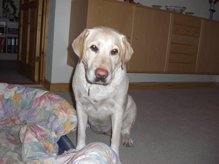 Labrador retriever Fie billede 4