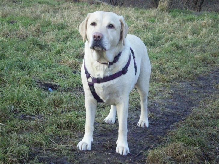 Labrador retriever Fie billede 5