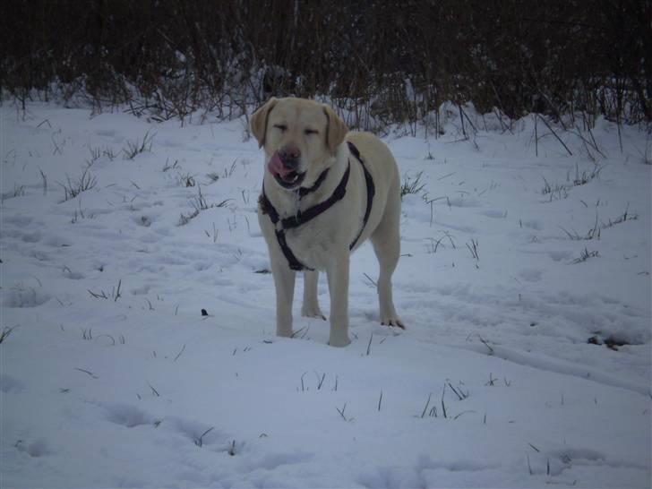 Labrador retriever Fie billede 6
