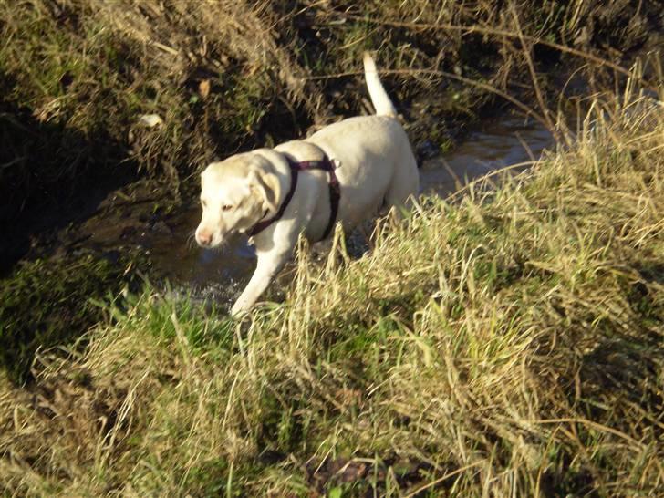 Labrador retriever Fie billede 7