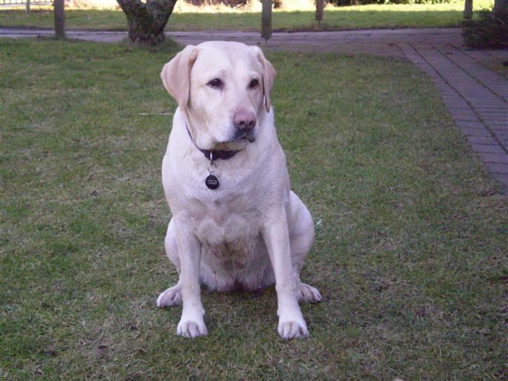 Labrador retriever Fie billede 8