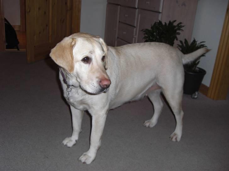 Labrador retriever Fie billede 9