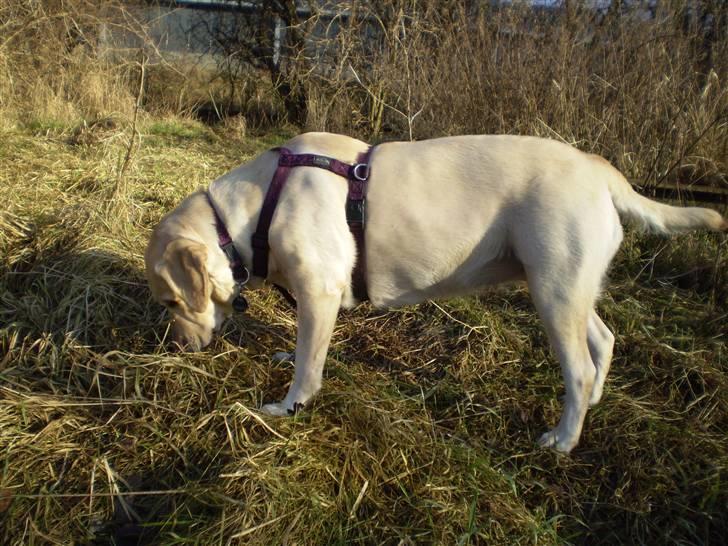 Labrador retriever Fie billede 10