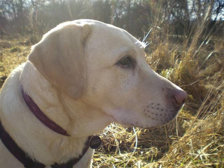 Labrador retriever Fie billede 11