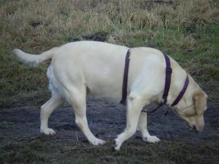 Labrador retriever Fie billede 12