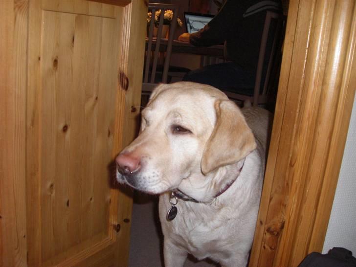 Labrador retriever Fie billede 13