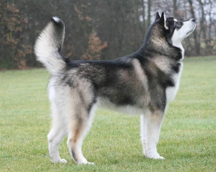 Alaskan malamute kiano billede 2