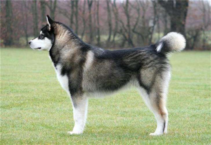Alaskan malamute kiano billede 3