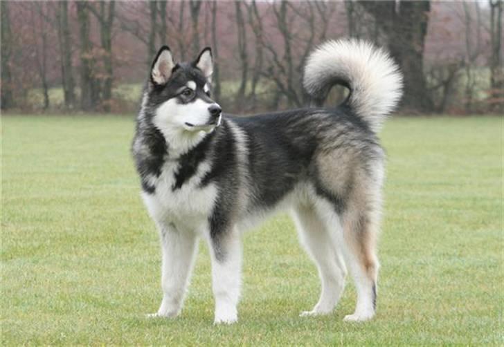 Alaskan malamute kiano billede 4