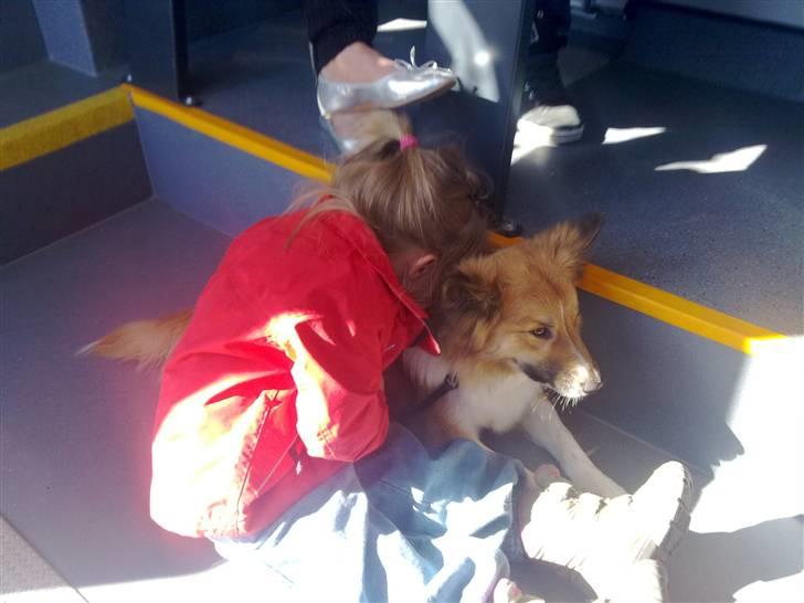 Islandsk fårehund Fenya - Altid rart med selskab i bussen ;) billede 11