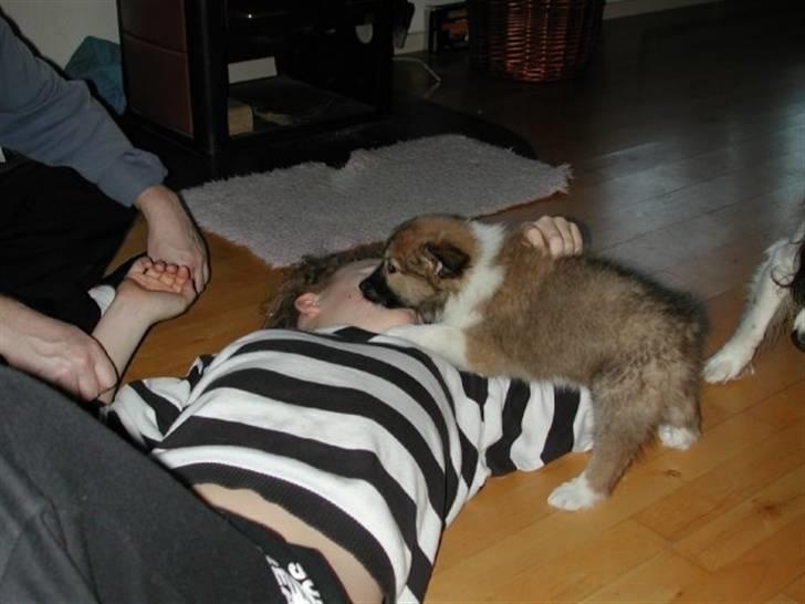 Islandsk fårehund Fenya - HA! Nu har jeg dig billede 15