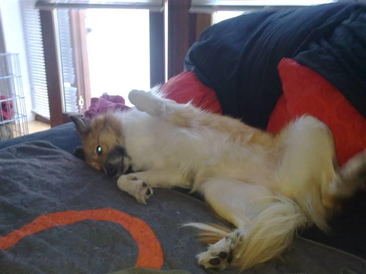 Islandsk fårehund Fenya - Reeen afslapning.... NUS MIG!!! billede 6