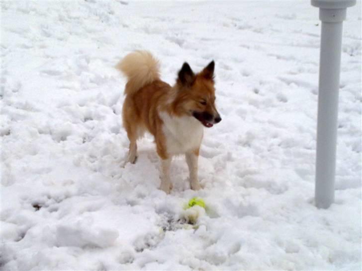 Islandsk fårehund Fenya - Sne og leg.. Så køre det billede 10