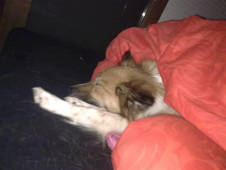 Islandsk fårehund Fenya - Så er der dømt hygge!!! billede 9