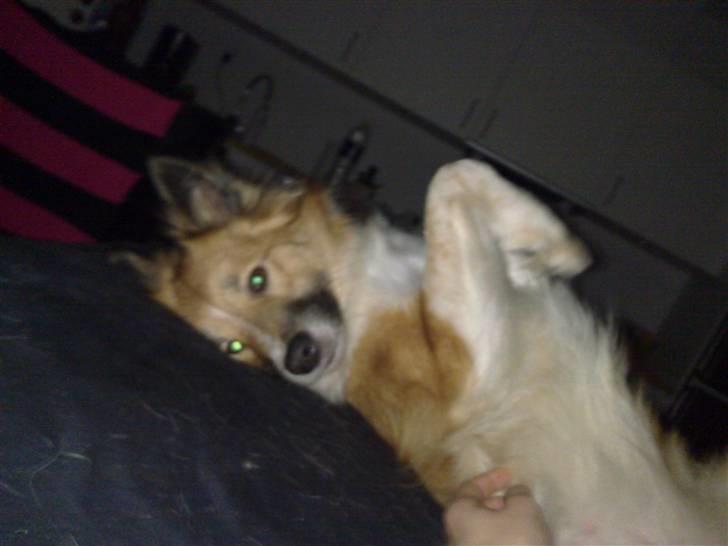 Islandsk fårehund Fenya - Her er jeg.... billede 7