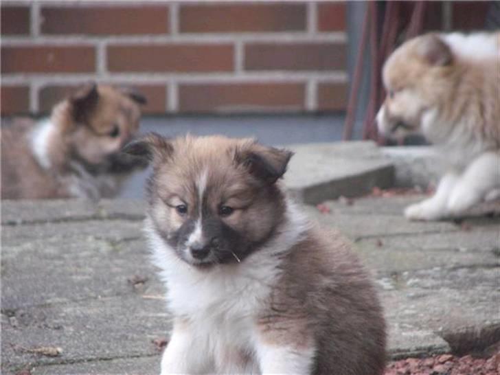 Islandsk fårehund Fenya - Her sidder jeg jo meget godt!! billede 19