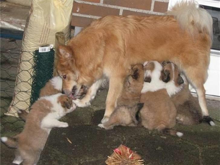 Islandsk fårehund Fenya - Mad mad mad billede 20