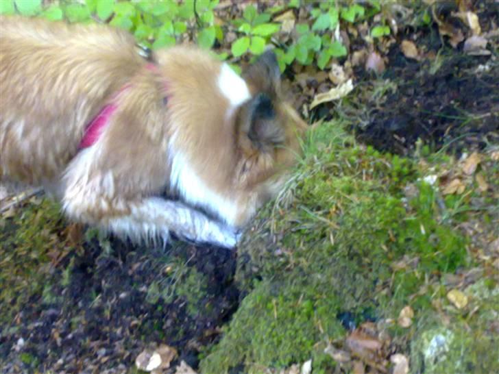 Islandsk fårehund Fenya - Hvad mon hun finder?? billede 8