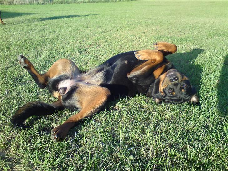 Rottweiler Berta billede 1