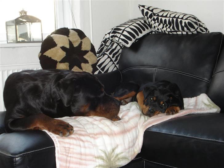 Rottweiler Berta billede 2