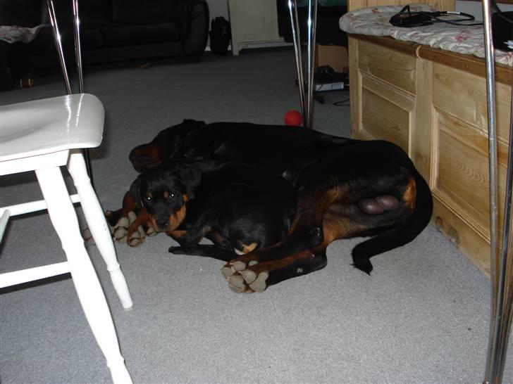 Rottweiler Berta billede 3