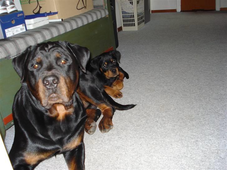 Rottweiler Berta billede 4