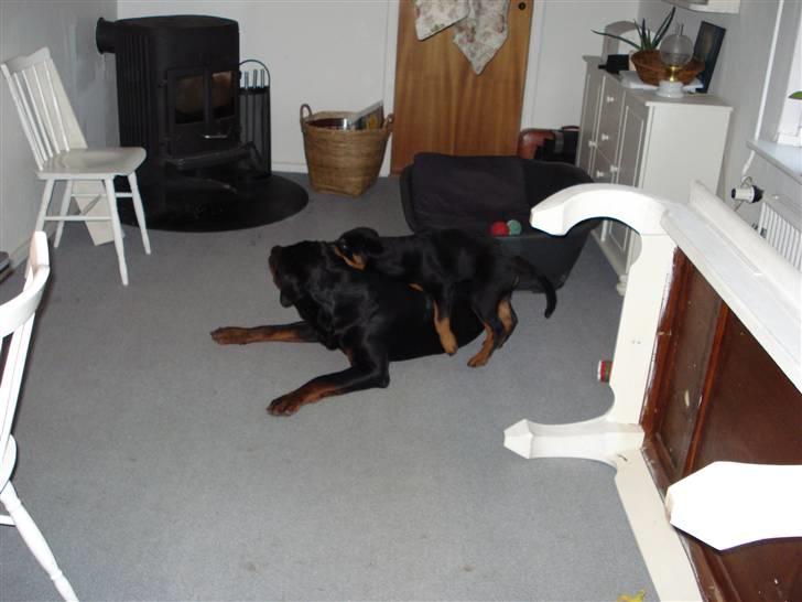 Rottweiler Berta billede 5