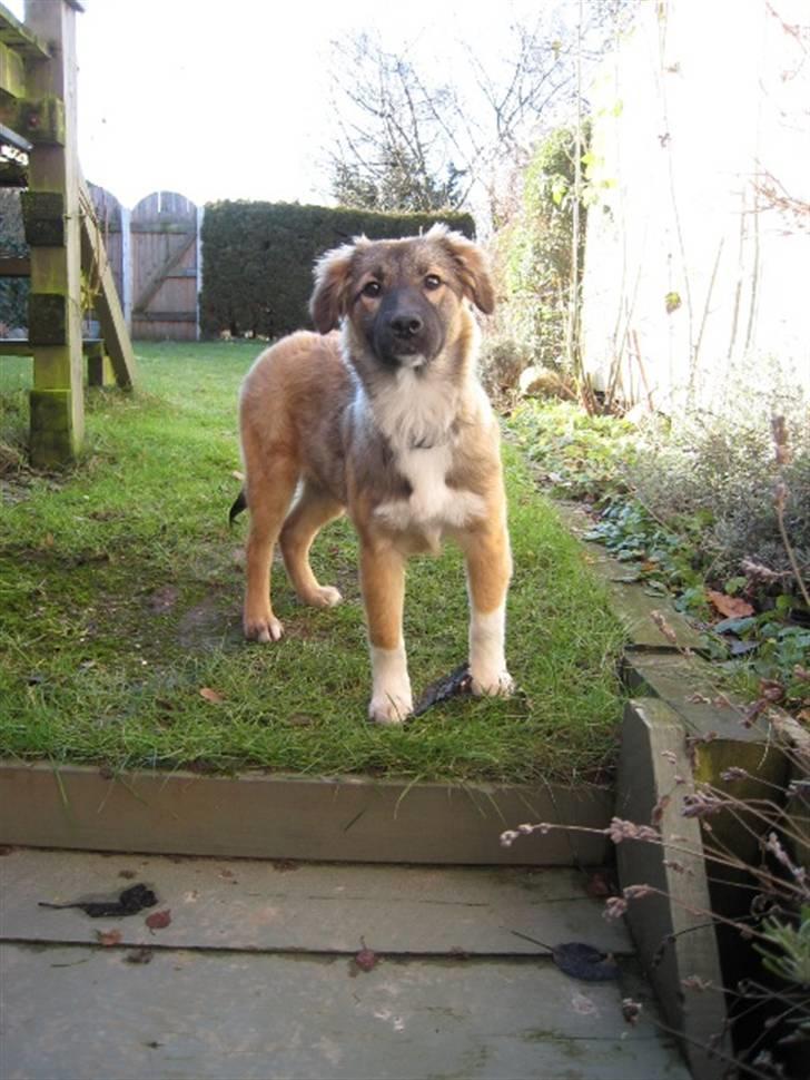 Blanding af racer Coda - Smuk, og lidt usikker i babypelsen billede 3