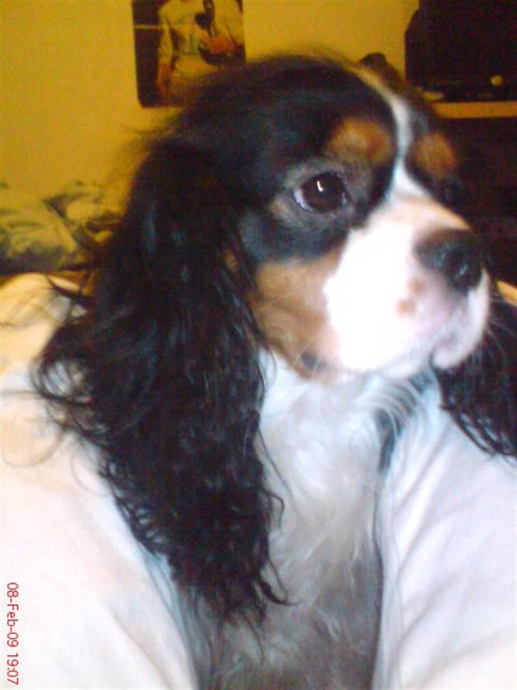 Cavalier king charles spaniel Zico *hos min far* billede 1