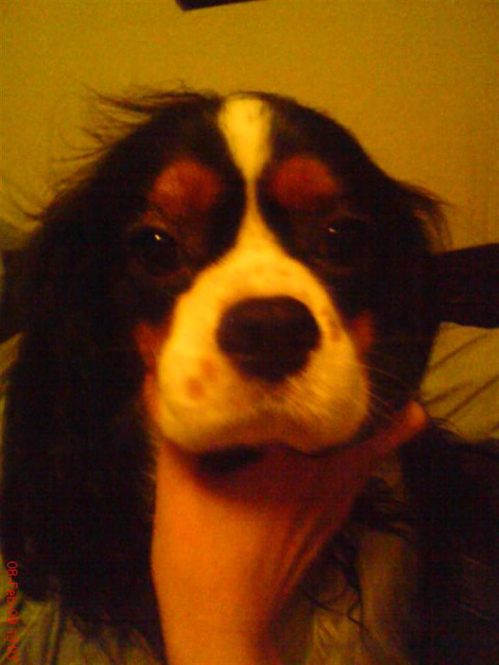 Cavalier king charles spaniel Zico *hos min far* billede 2