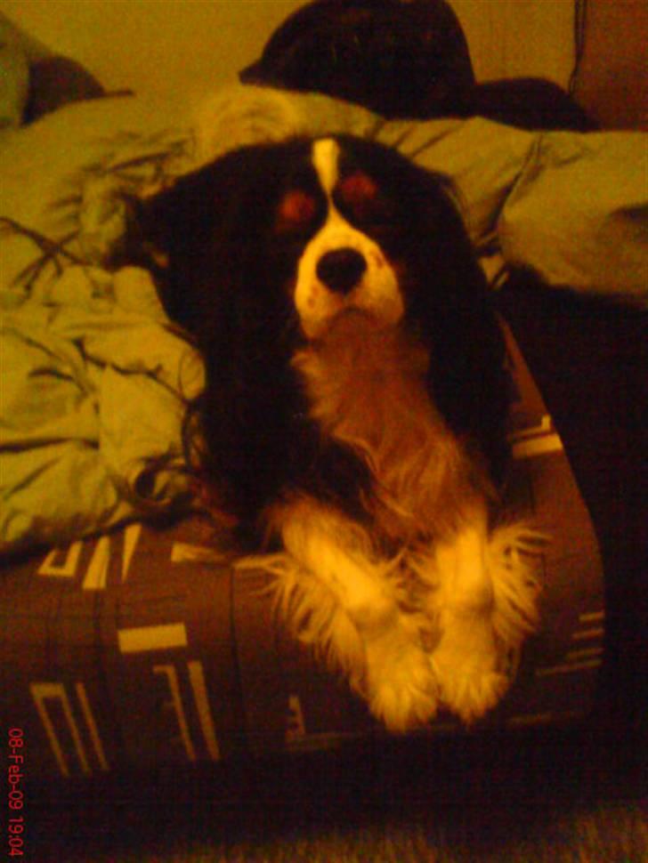 Cavalier king charles spaniel Zico *hos min far* billede 4
