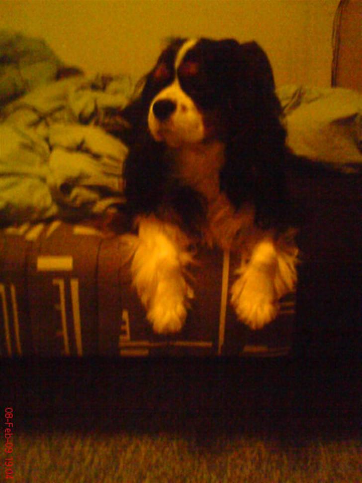 Cavalier king charles spaniel Zico *hos min far* billede 5
